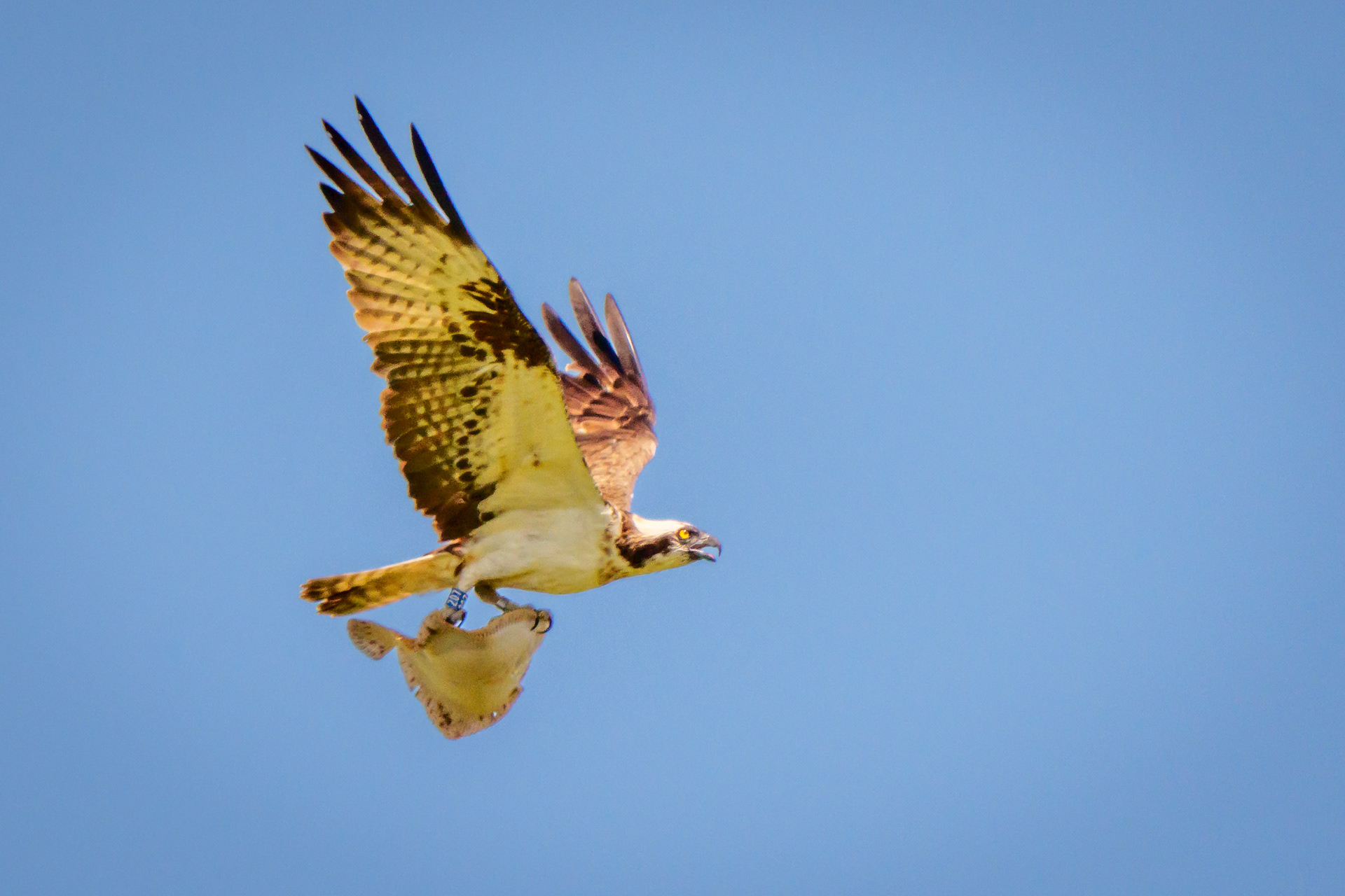 an osprey flying over alonby after catching a sole in the Solway Firth