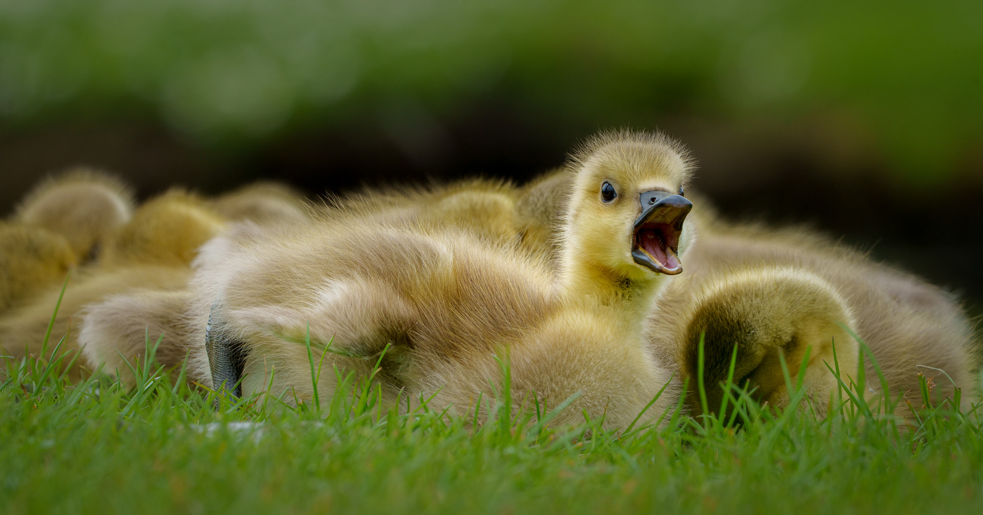a feisty gosling near the meer in thorpness