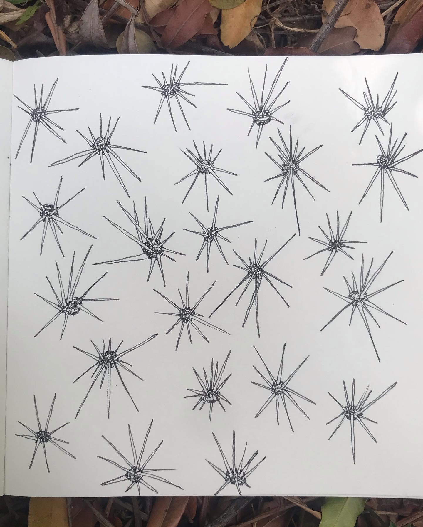espinhos de mandacaru