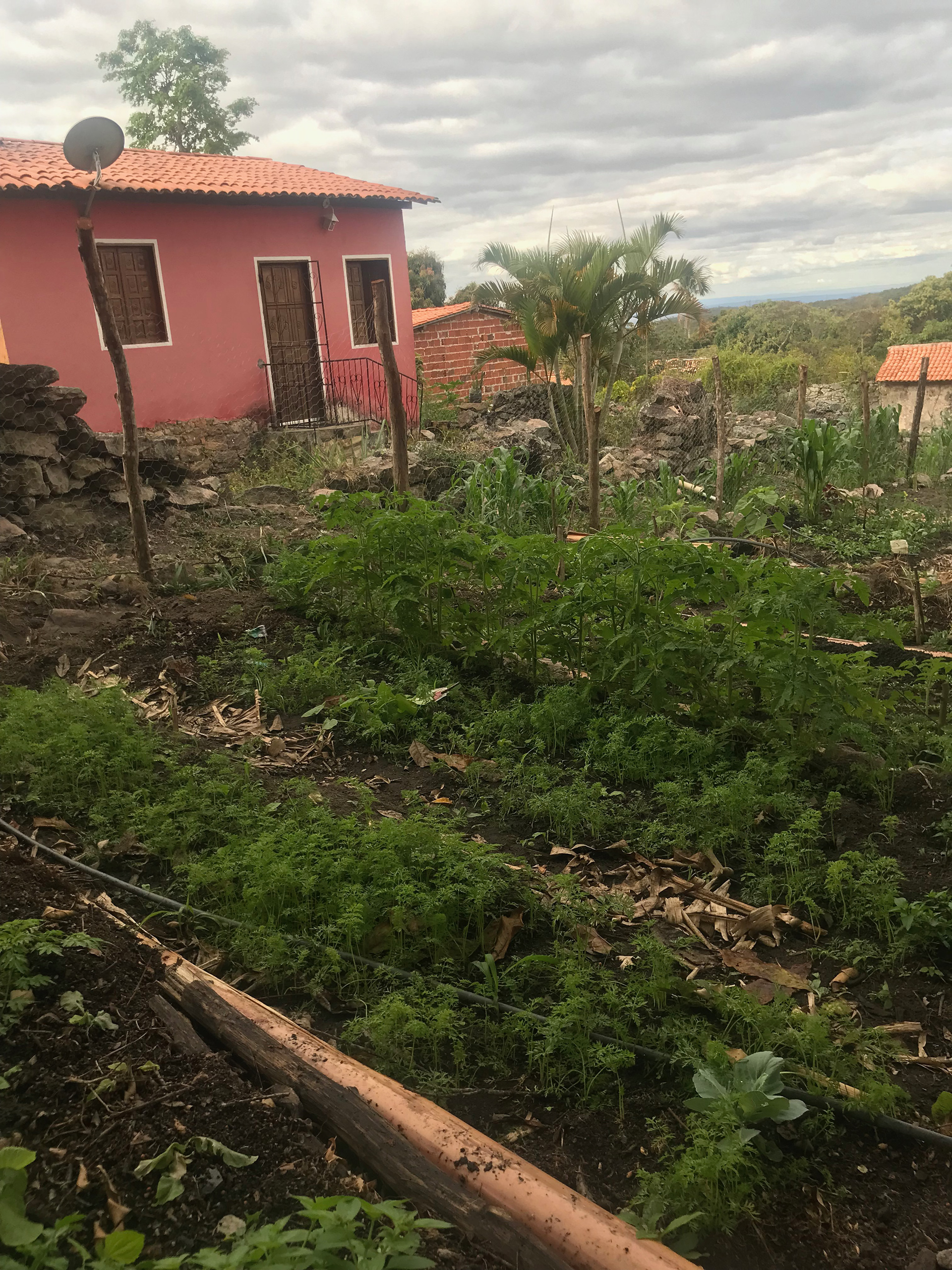 Horta comunitária