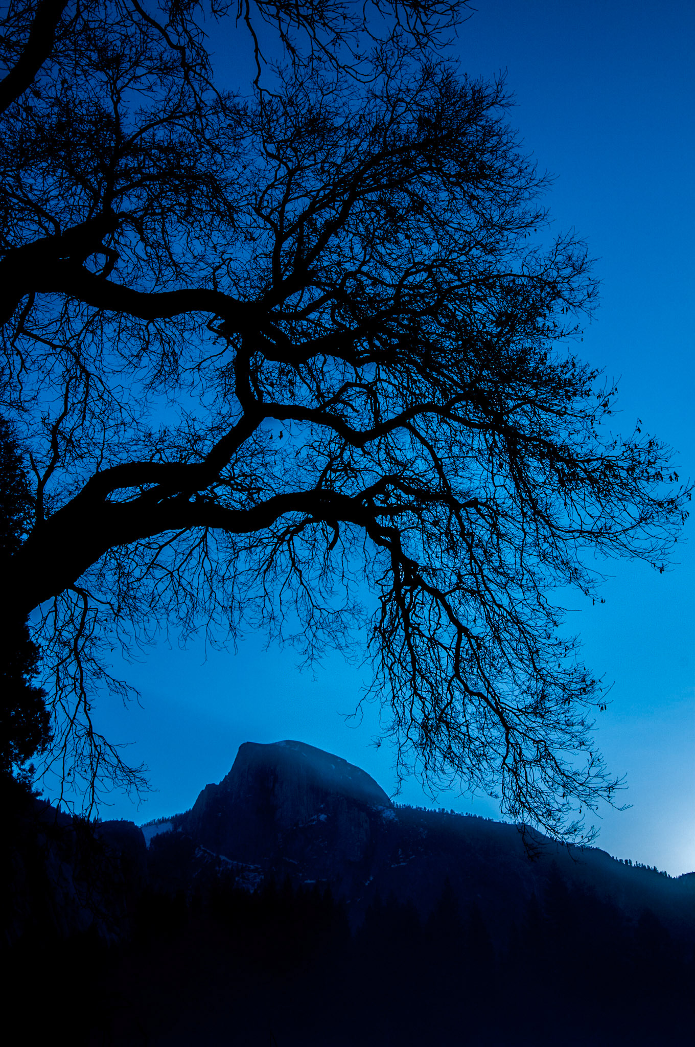 The first light of morning silhouettes an oak and Half Dome in Yosemite National Park, CA.