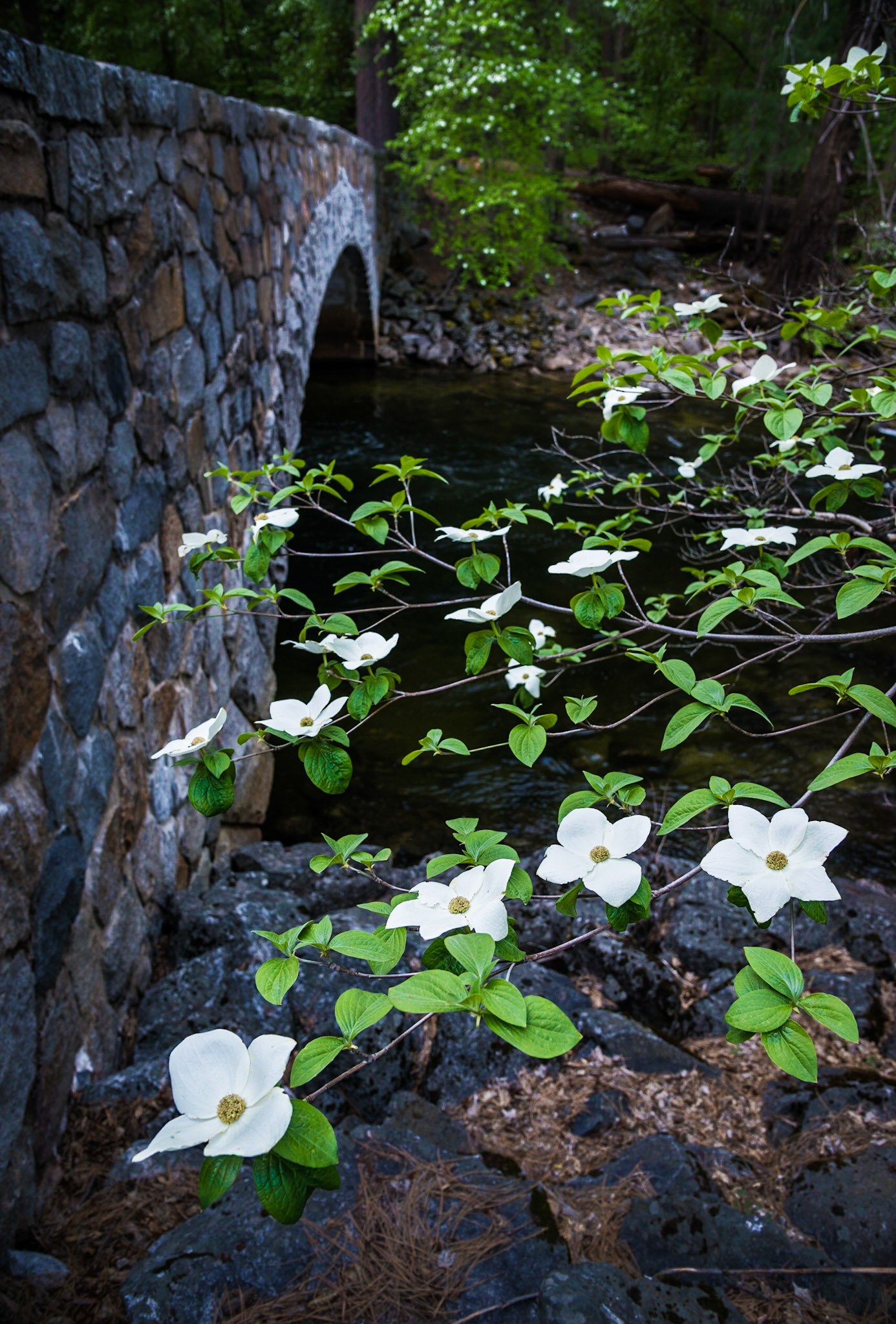 Dogwoods bloom next to the Merced River as it flows under the Pohono Bridge in Yosemite National Park, CA