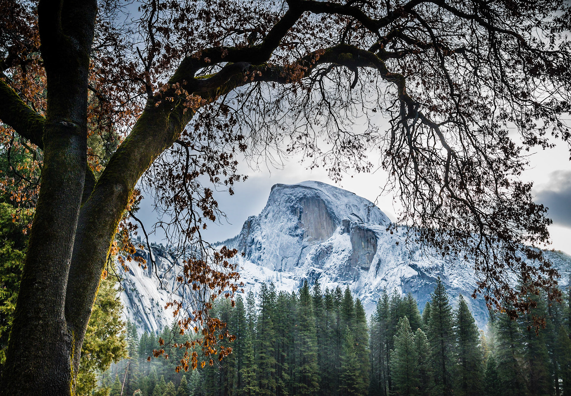 A freshly dusted Half Dome is framed by an oak at the edge of Cooke's Meadow in Yosemite National Park, CA.