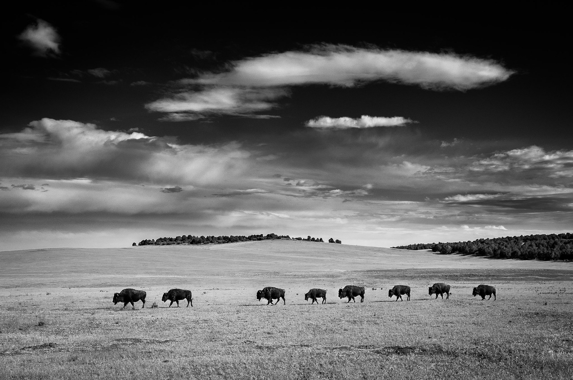 A group of bison walk in an orderly manner across a field east of Zion National Park, UT.