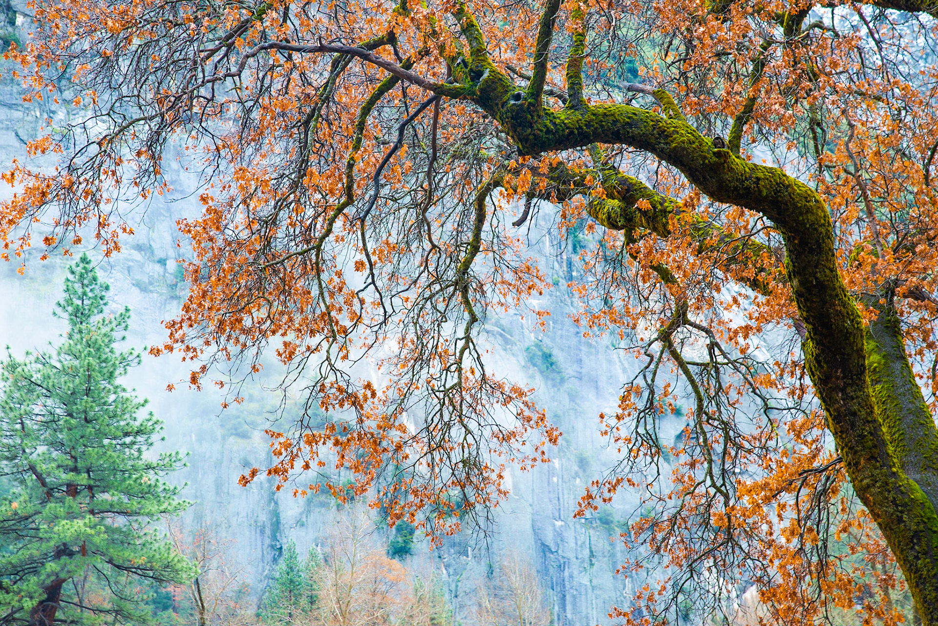 The last of fall's leaves cling to this oak, standing in front of a fog shrouded cliff in Yosemite National Park, CA.