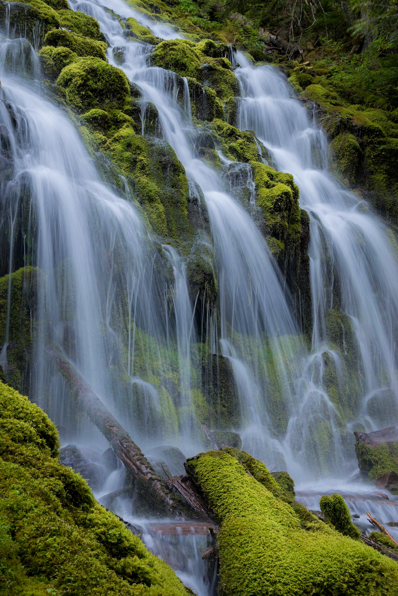 Proxy Falls cascades over mossy rocks in the Willamette National Forest, Oregon.