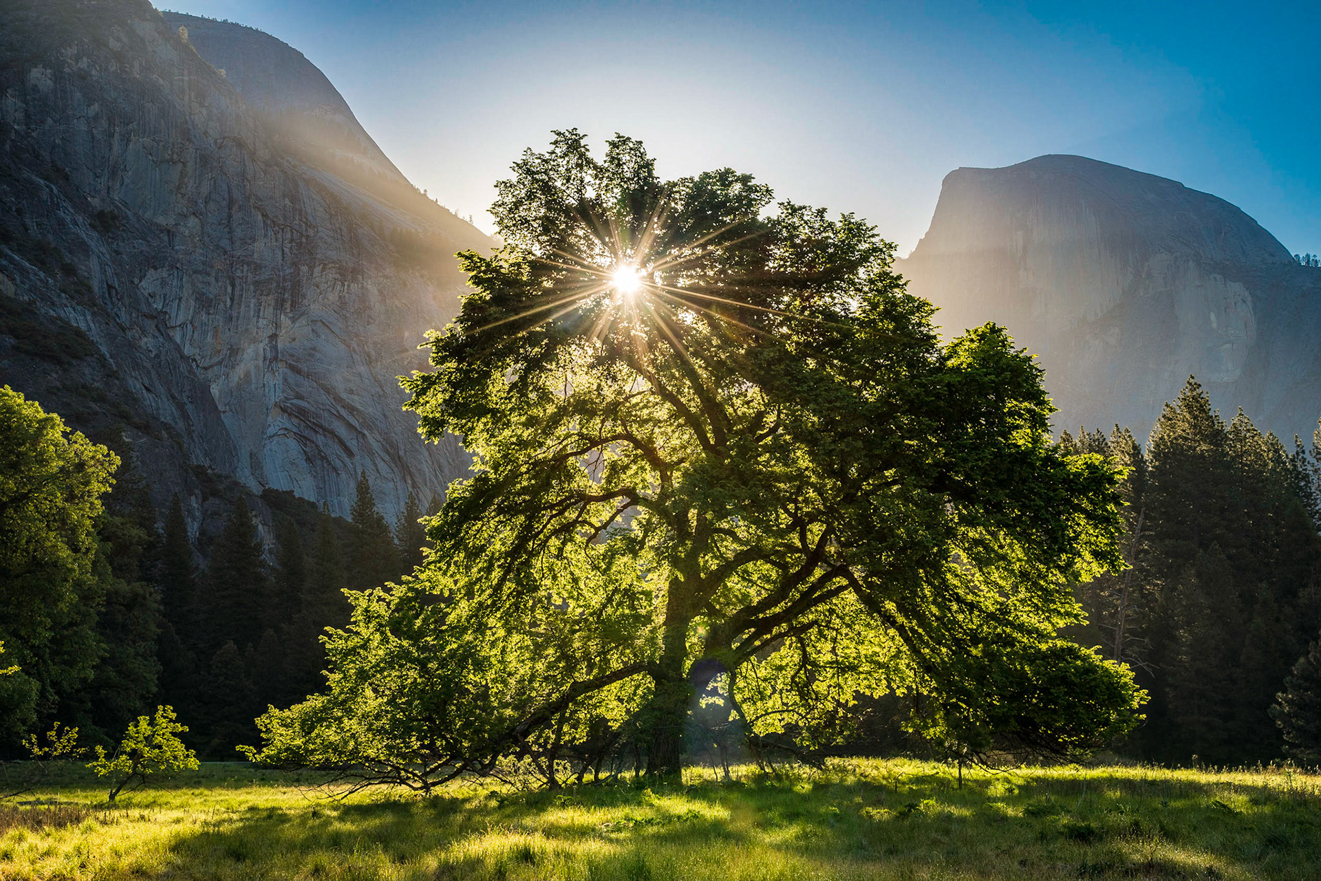 An iconic oak in Cooke's Meadow glows with the first rays of a spring morning in Yosemite National Park.
