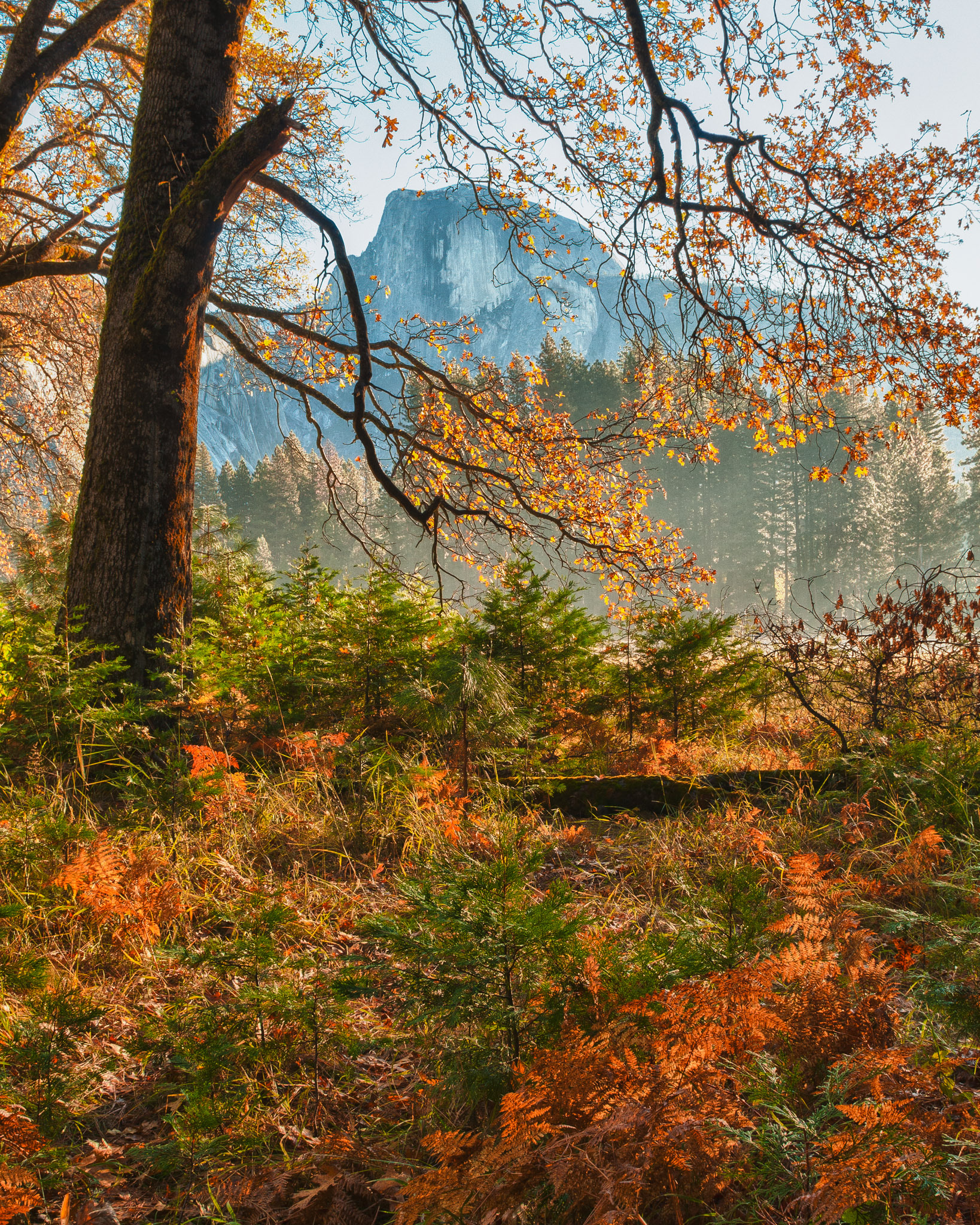 Half Dome peaks through the oaks at the edge of Cook's Meadow in Yosemite National Park, CA.
