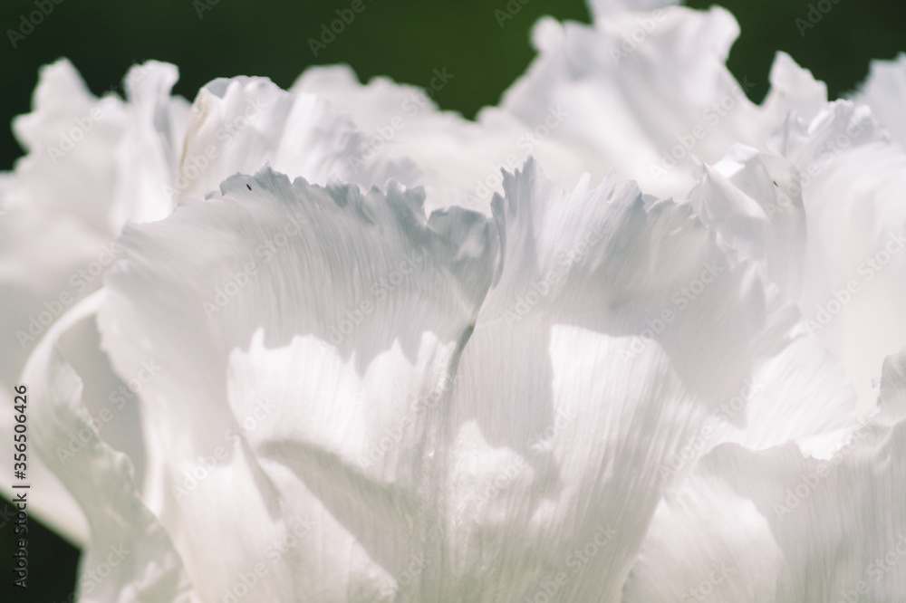 Photo by Lea Tyrrell | Available via Adobe Stock Images