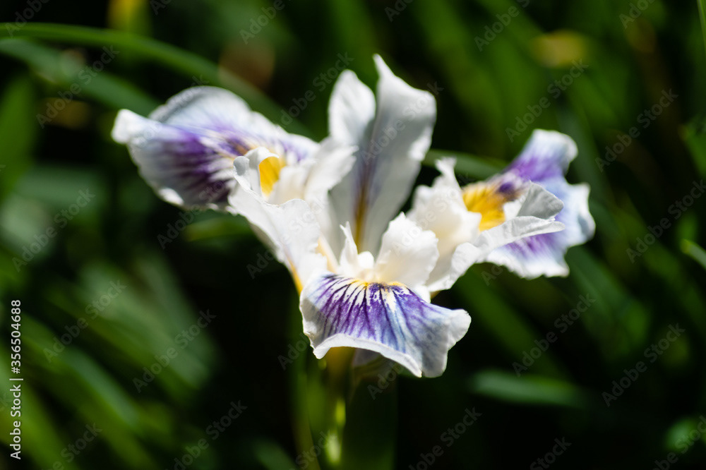 Photo by Lea Tyrrell | Available via Adobe Stock Images