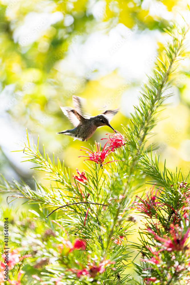 Photo by Lea Tyrrell | Available via Adobe Stock Images