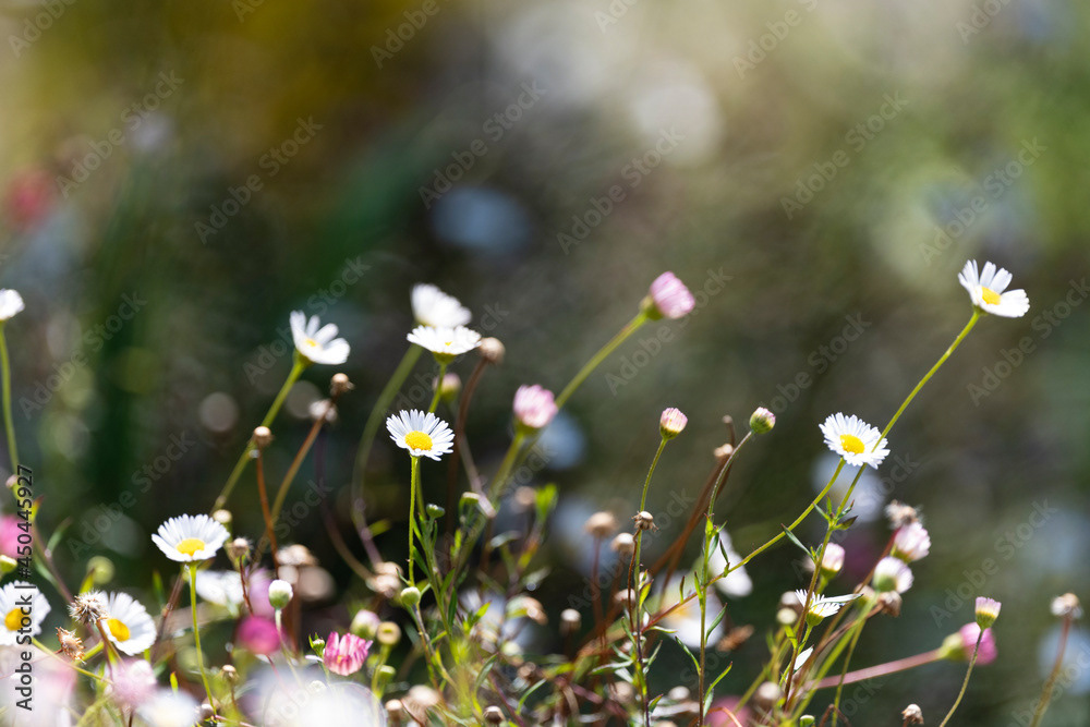 Photo by Lea Tyrrell | Available via Adobe Stock Images