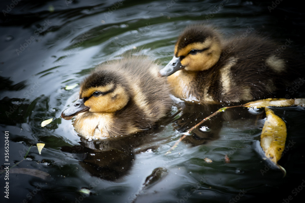 Photo by Lea Tyrrell | Available via Adobe Stock Images