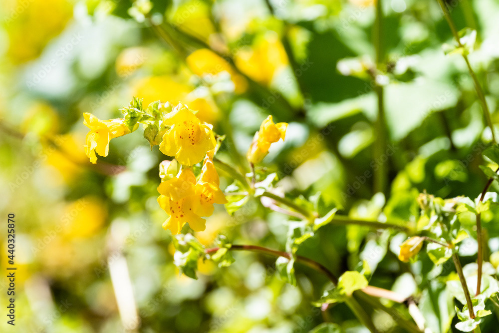Photo by Lea Tyrrell | Available via Adobe Stock Images