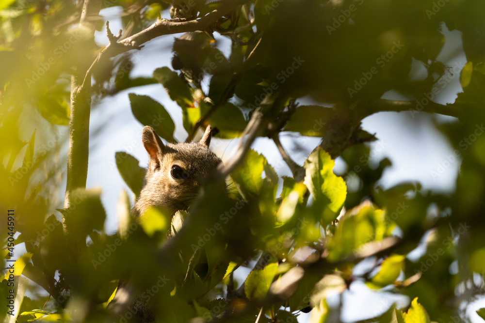Photo by Lea Tyrrell | Available via Adobe Stock Images