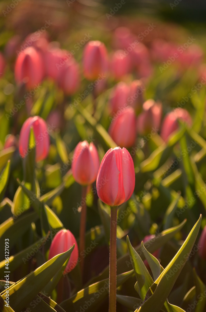 Photo by Lea Tyrrell | Available via Adobe Stock Images