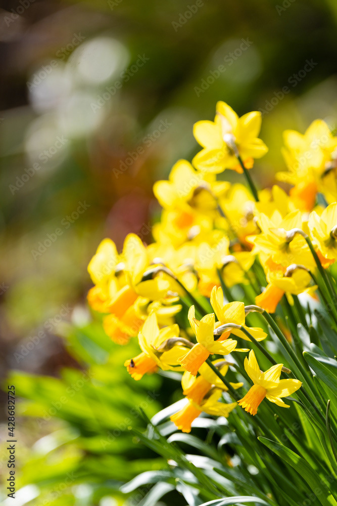 Photo by Lea Tyrrell | Available via Adobe Stock Images