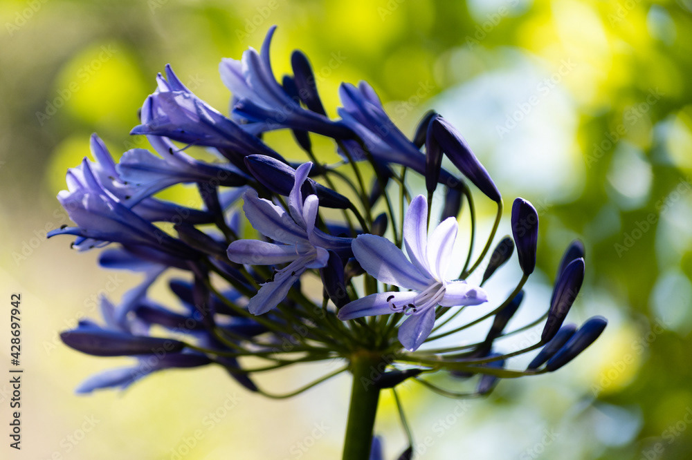 Photo by Lea Tyrrell | Available via Adobe Stock Images
