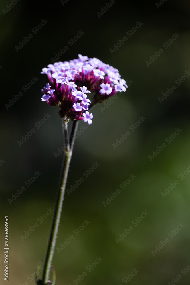 Photo by Lea Tyrrell | Available via Adobe Stock ImagesPhoto by Lea Tyrrell | Available via Adobe Stock Images
