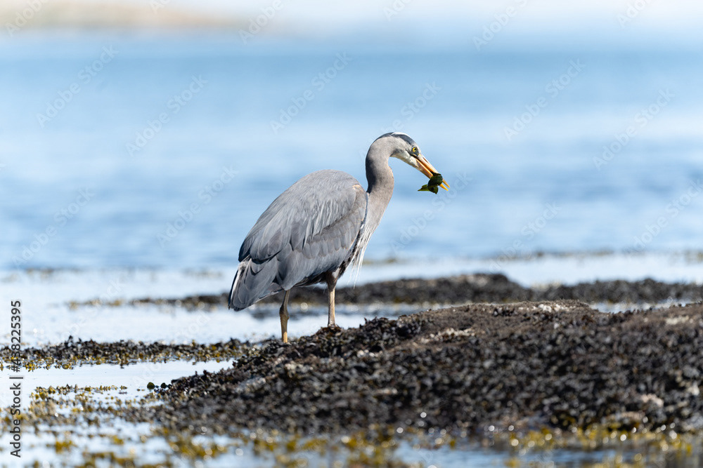 Photo by Lea Tyrrell | Available via Adobe Stock Images