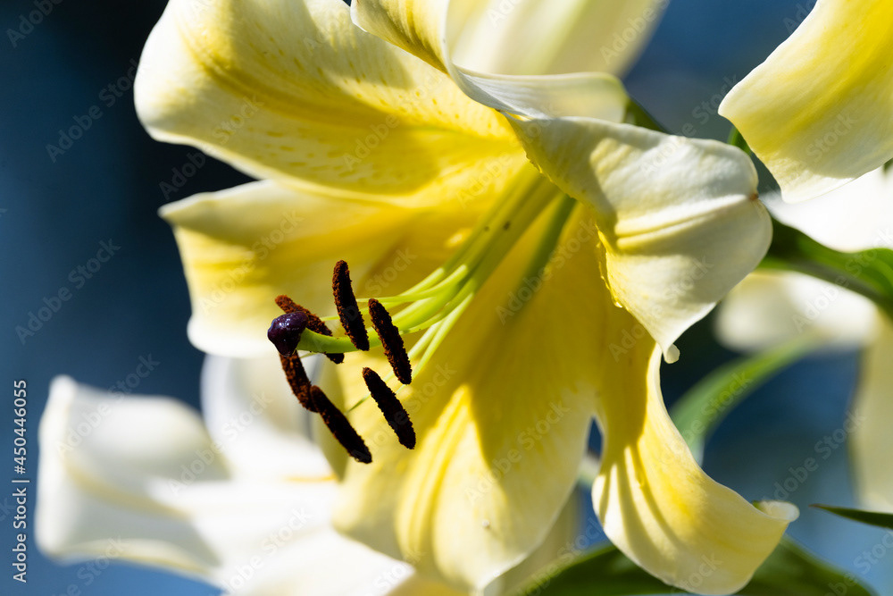 Photo by Lea Tyrrell | Available via Adobe Stock Images