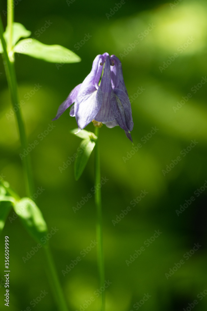 Photo by Lea Tyrrell | Available via Adobe Stock Images