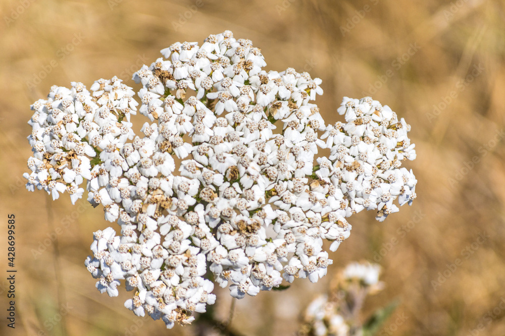 Photo by Lea Tyrrell | Available via Adobe Stock Images