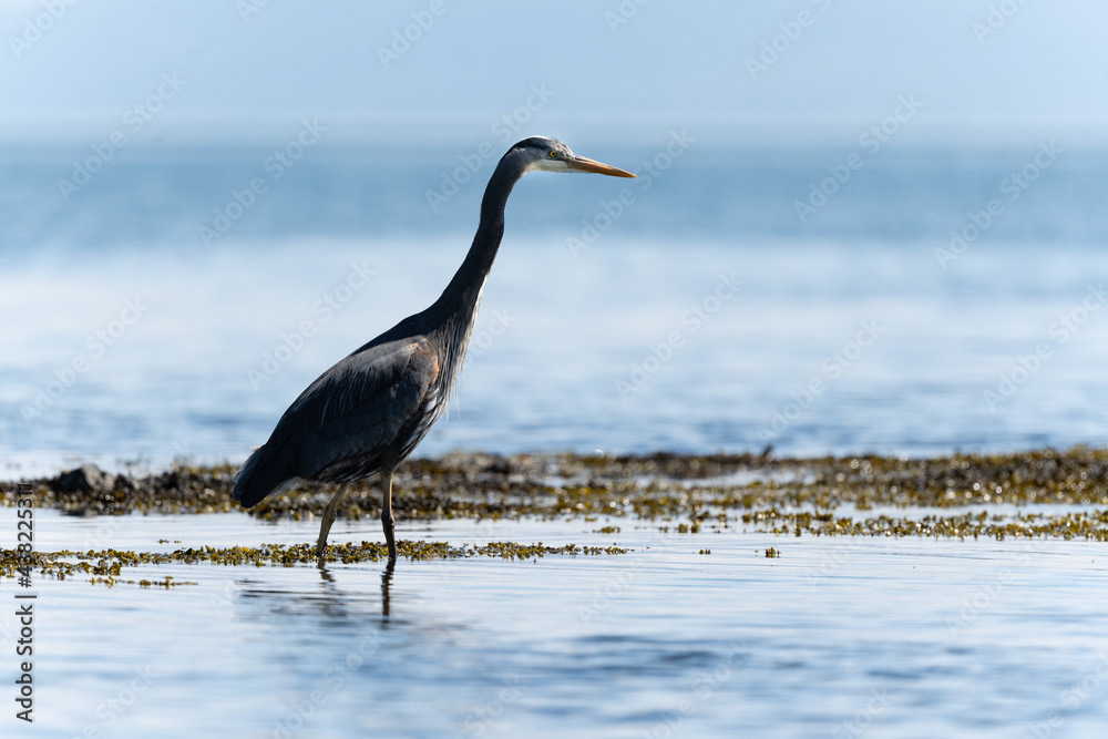 Photo by Lea Tyrrell | Available via Adobe Stock Images