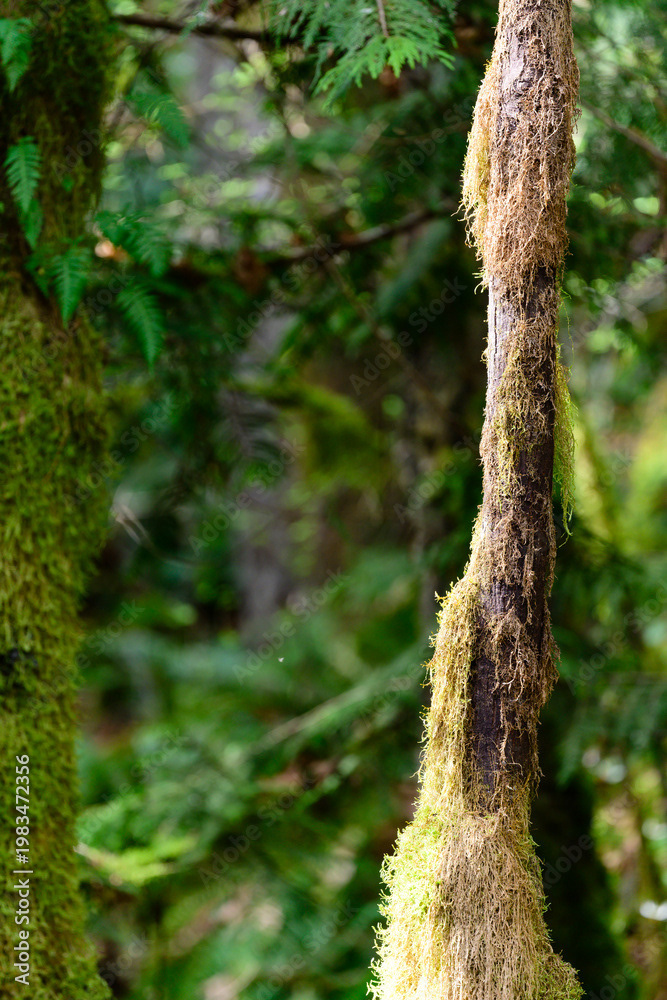 Photo by Lea Tyrrell | Available via Adobe Stock Images