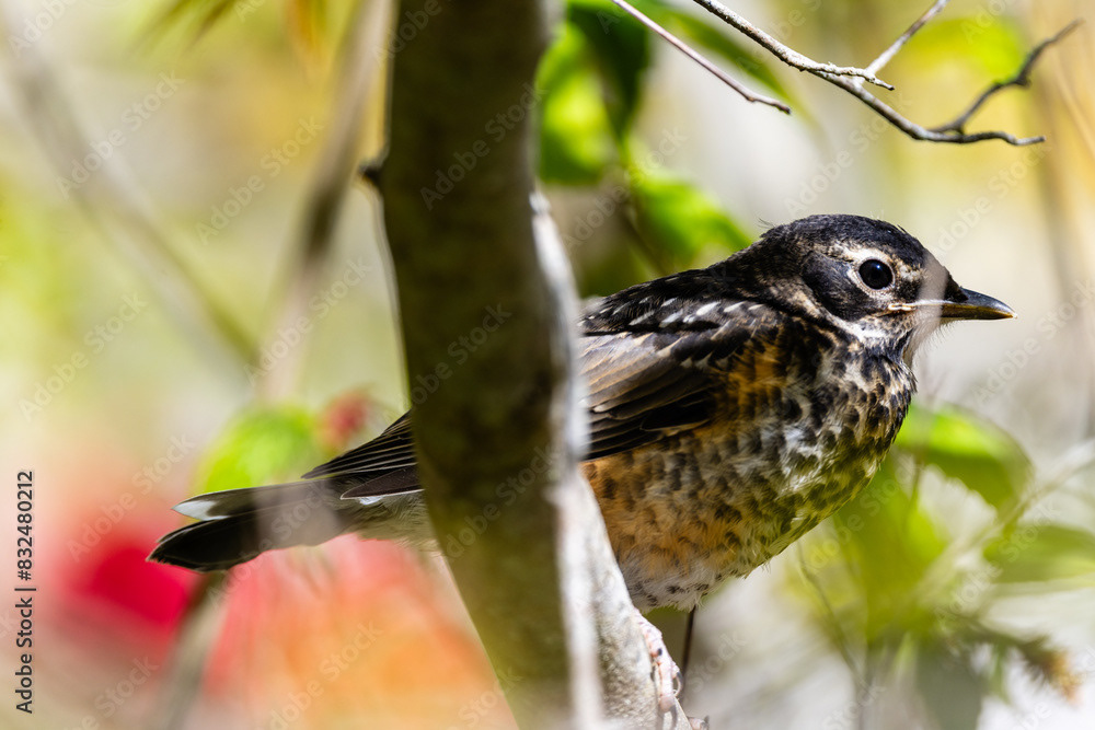 Photo by Lea Tyrrell | Available via Adobe Stock Images