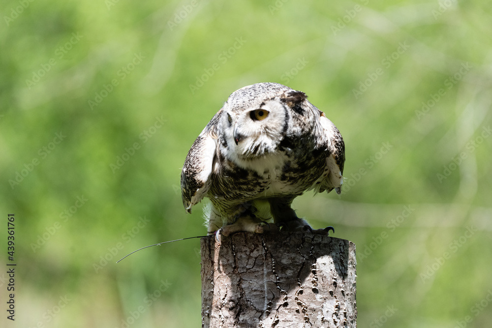 Photo by Lea Tyrrell | Available via Adobe Stock Images