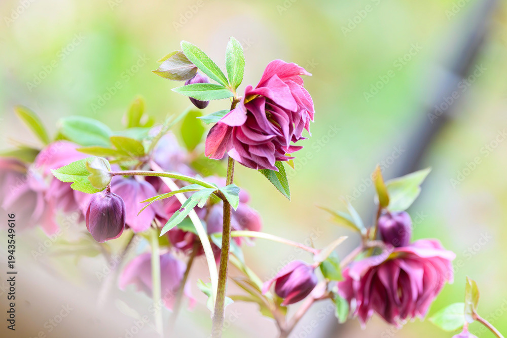 Photo by Lea Tyrrell | Available via Adobe Stock Images