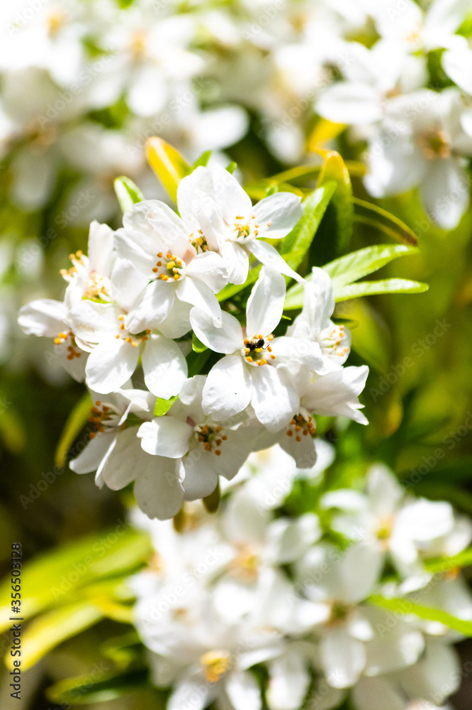 Photo by Lea Tyrrell | Available via Adobe Stock Images