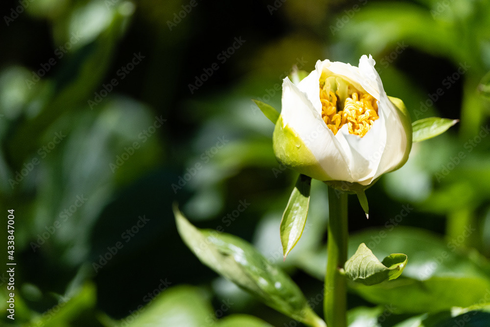 Photo by Lea Tyrrell | Available via Adobe Stock Images