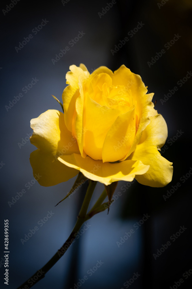 Photo by Lea Tyrrell | Available via Adobe Stock Images