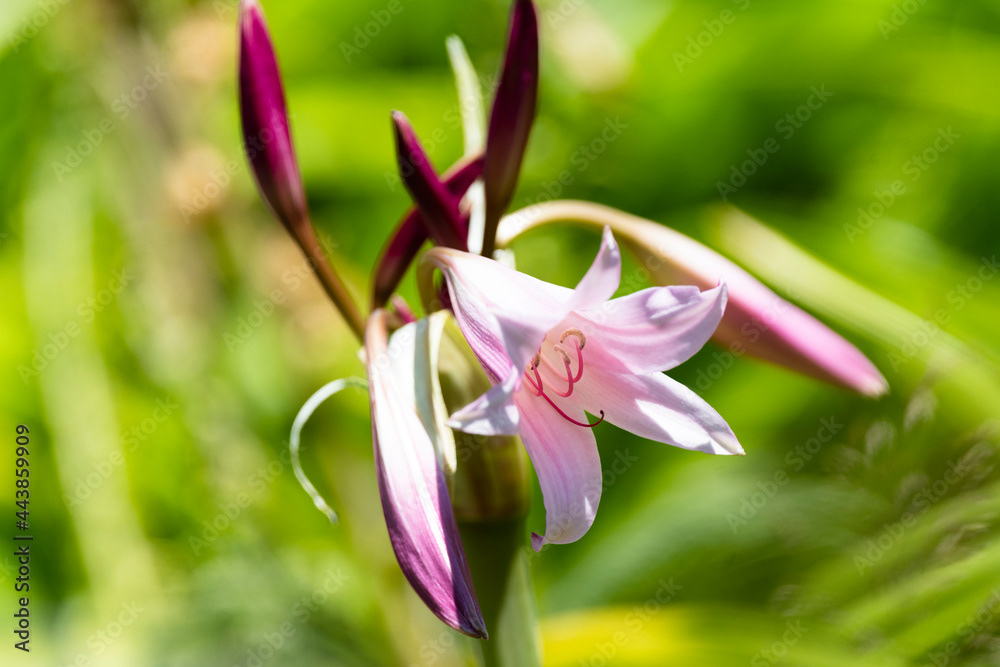 Photo by Lea Tyrrell | Available via Adobe Stock Images