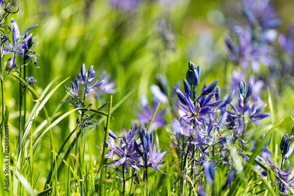 Photo by Lea Tyrrell | Available via Adobe Stock Images