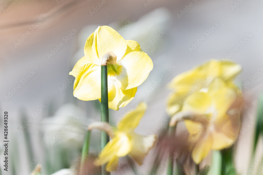 Photo by Lea Tyrrell | Available via Adobe Stock Images