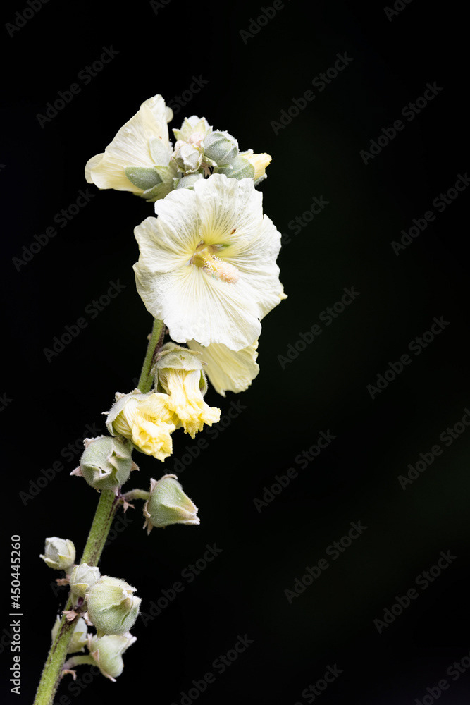 Photo by Lea Tyrrell | Available via Adobe Stock Images