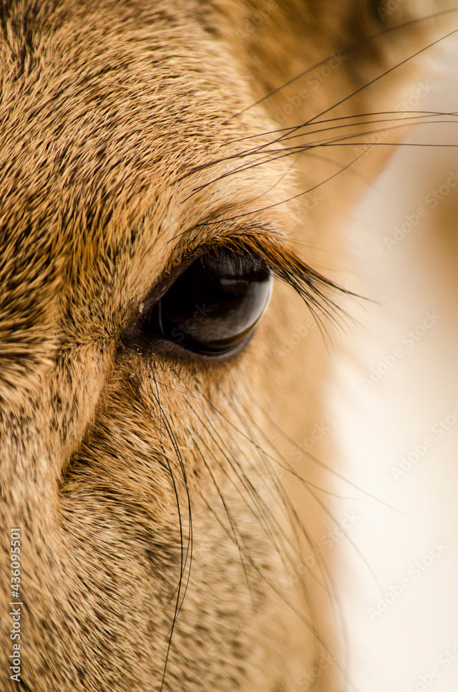 Photo by Lea Tyrrell | Available via Adobe Stock Images