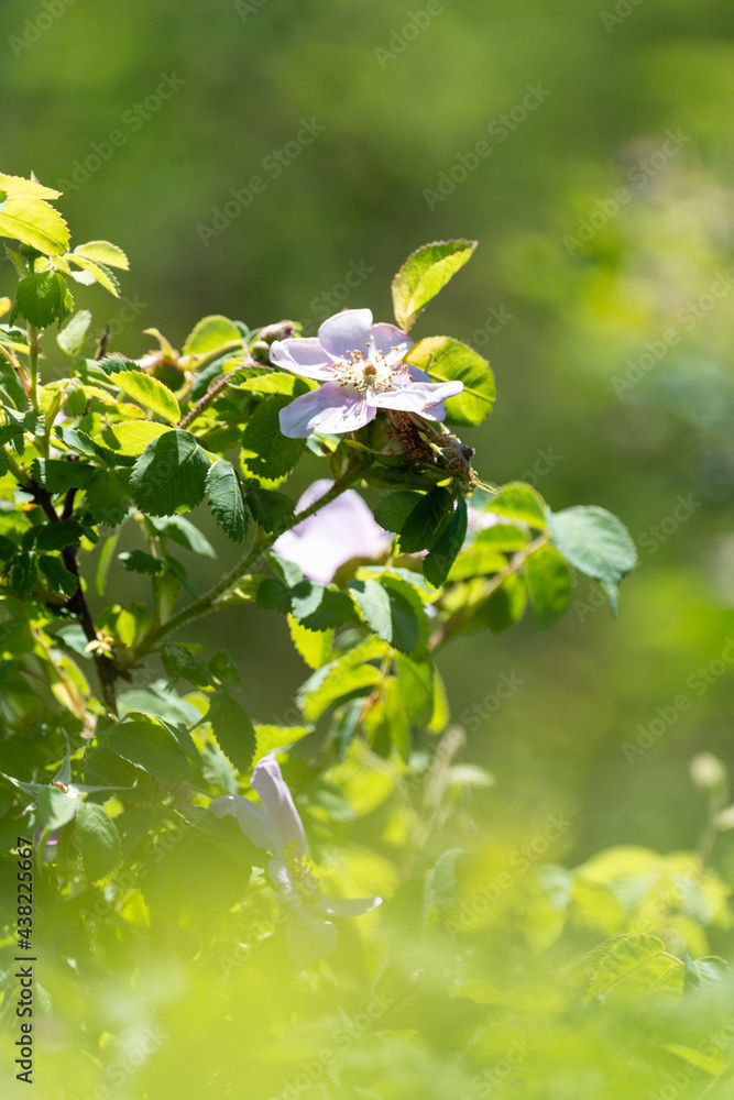 Photo by Lea Tyrrell | Available via Adobe Stock Images