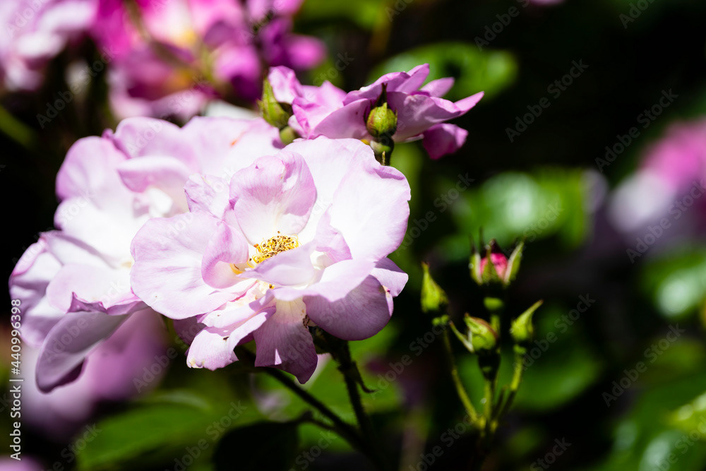 Photo by Lea Tyrrell | Available via Adobe Stock Images