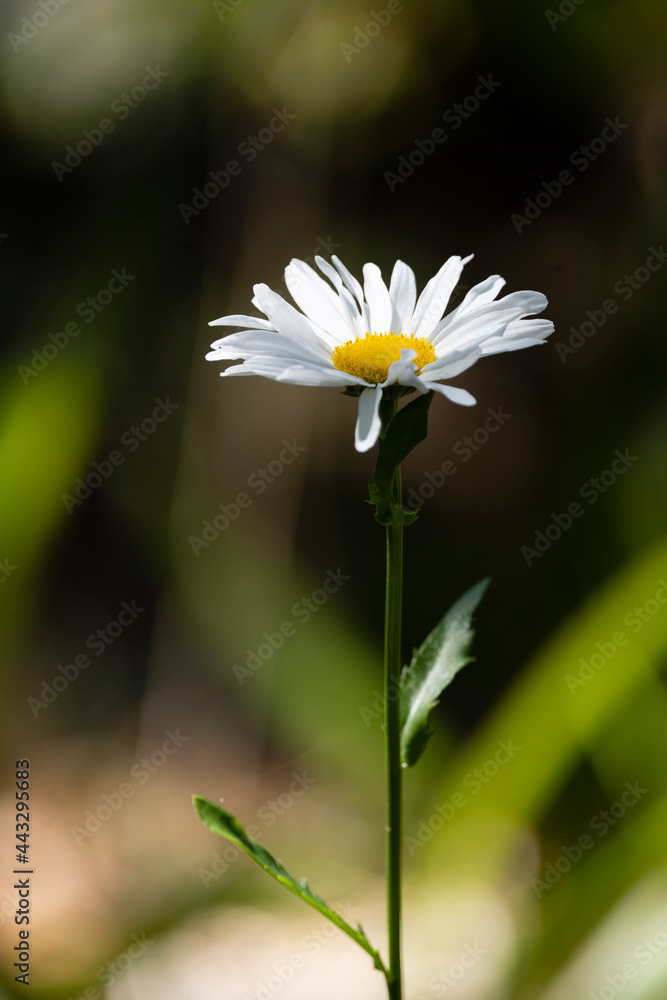 Photo by Lea Tyrrell | Available via Adobe Stock Images