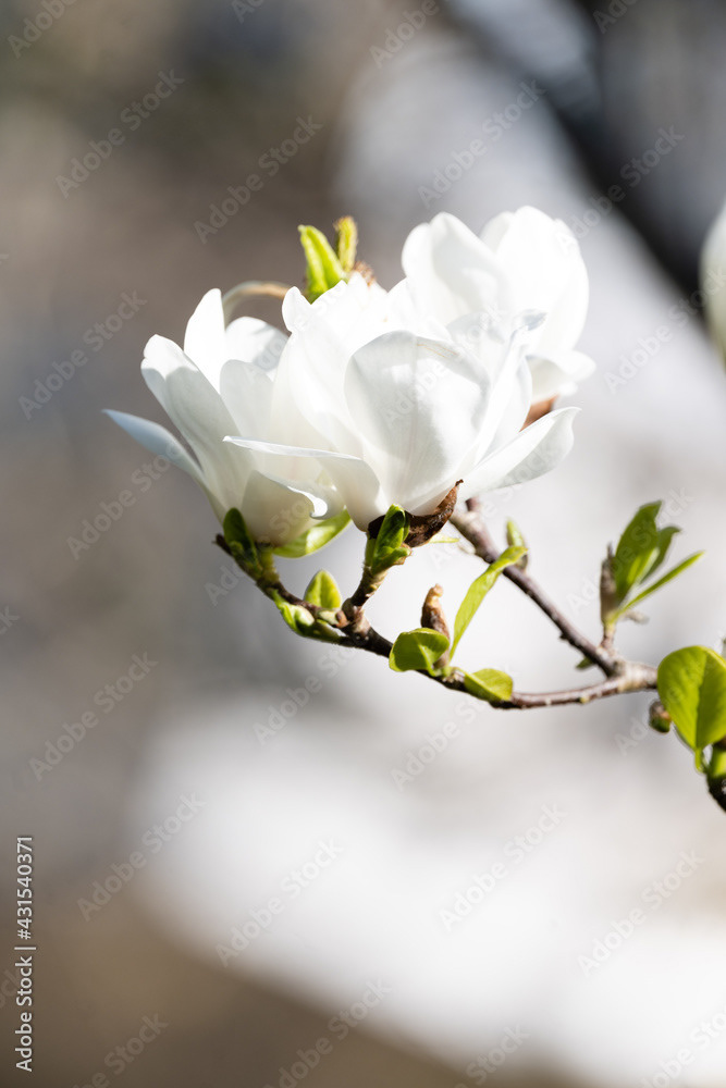 Photo by Lea Tyrrell | Available via Adobe Stock Images