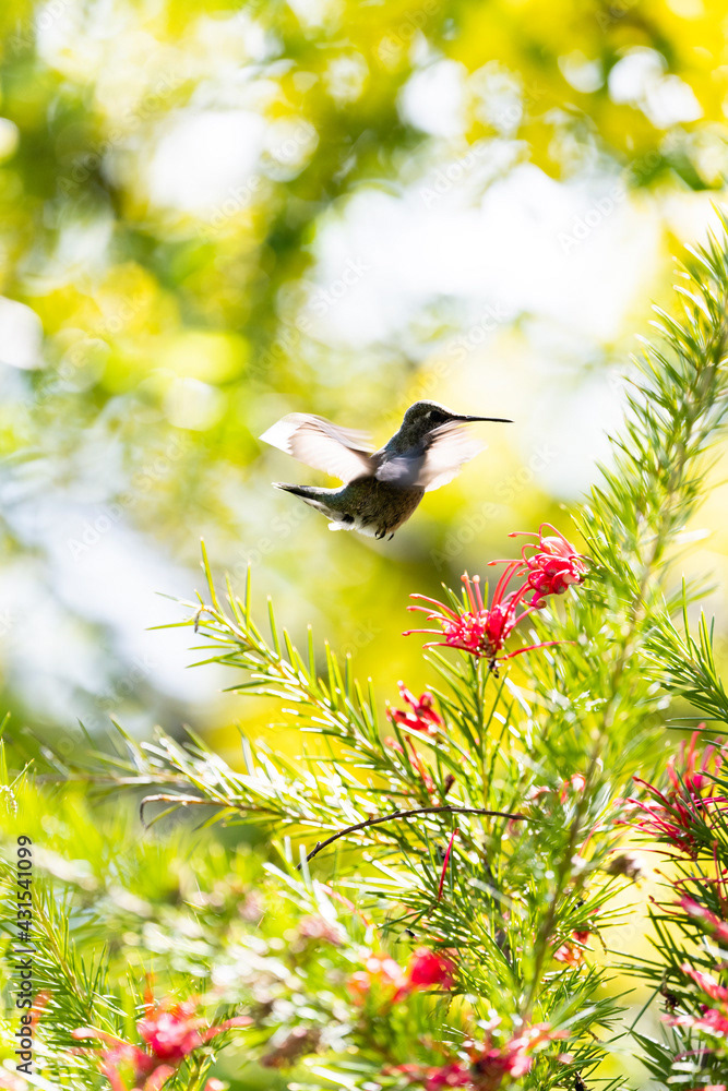 Photo by Lea Tyrrell | Available via Adobe Stock Images