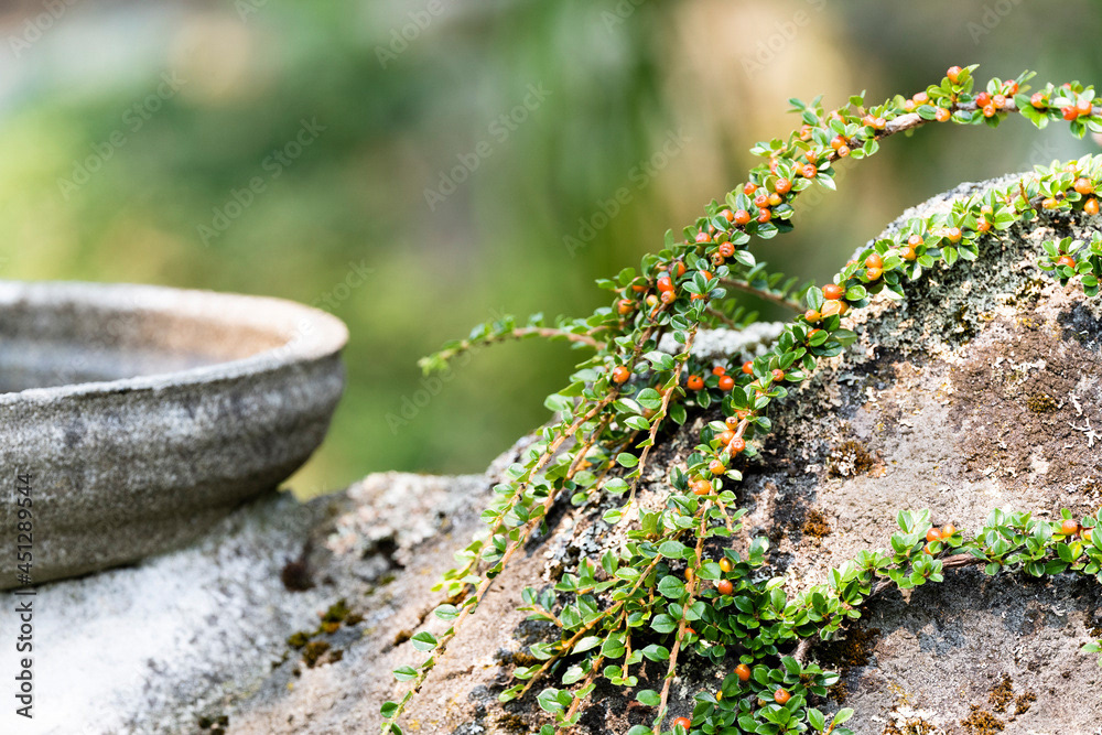 Photo by Lea Tyrrell | Available via Adobe Stock Images