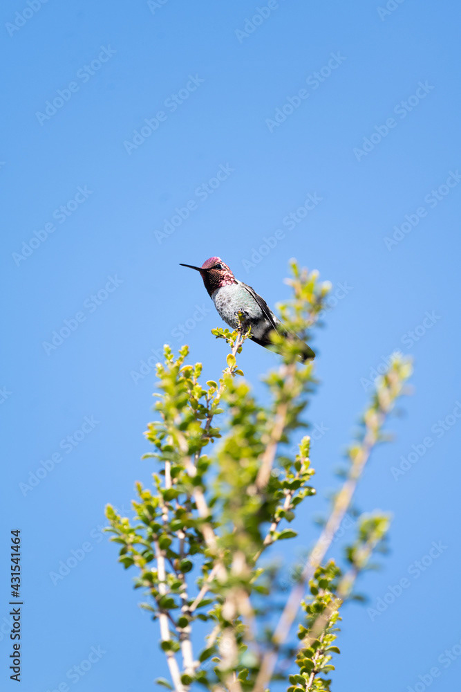 Photo by Lea Tyrrell | Available via Adobe Stock Images