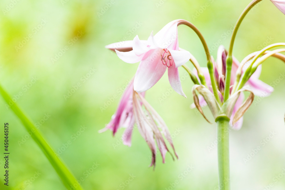 Photo by Lea Tyrrell | Available via Adobe Stock Images