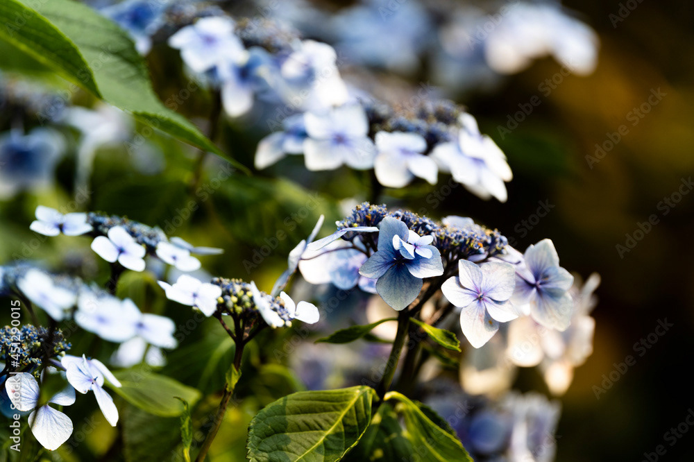 Photo by Lea Tyrrell | Available via Adobe Stock Images