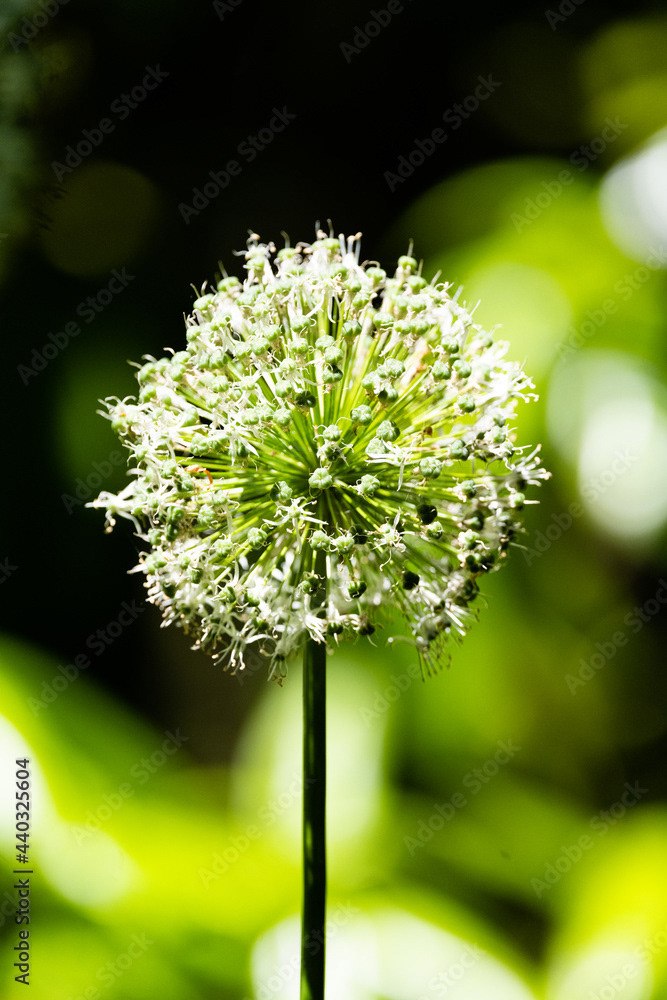 Photo by Lea Tyrrell | Available via Adobe Stock Images